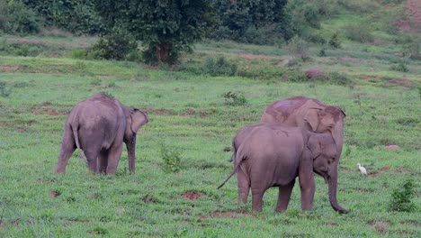 the asiatic elephants are endangered species and they are also residents of thailand