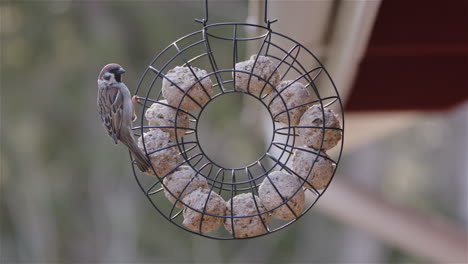 eurasian tree sparrow next to fat balls in bird feeder, slow motion medium shot