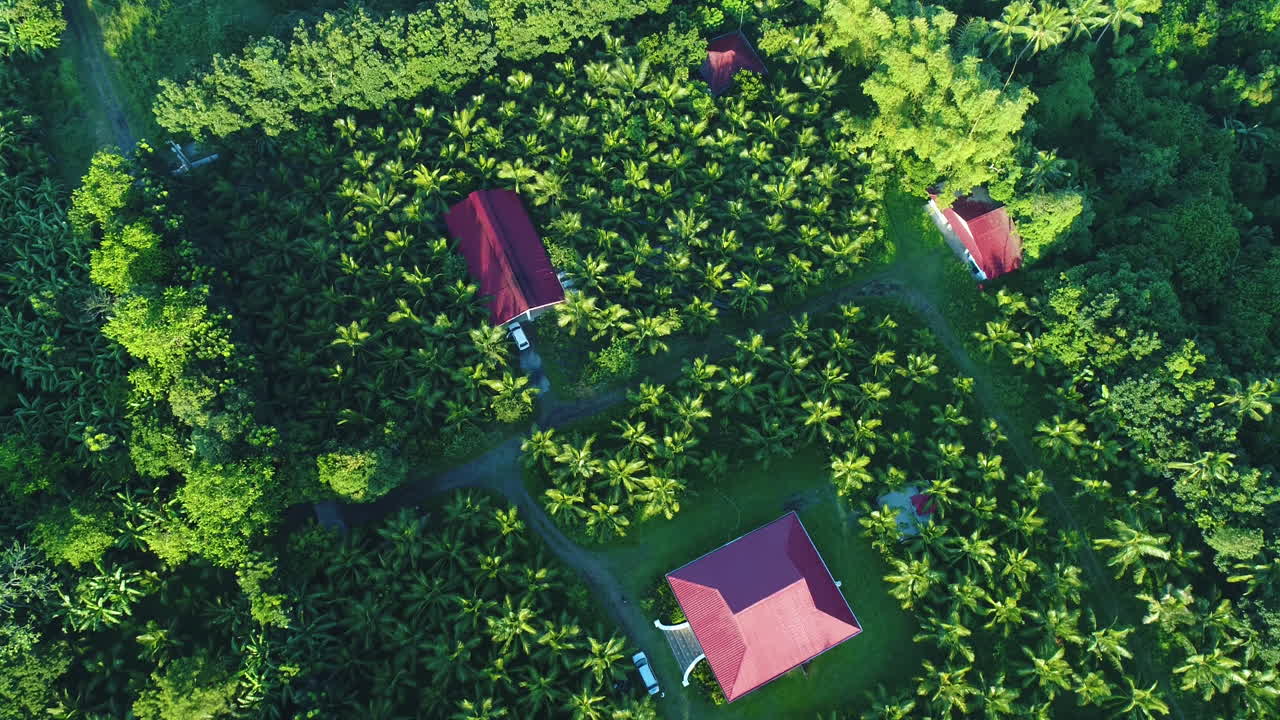 Aerial Morning Top Shot Of A Coconut Farm With Houses In Vicinity