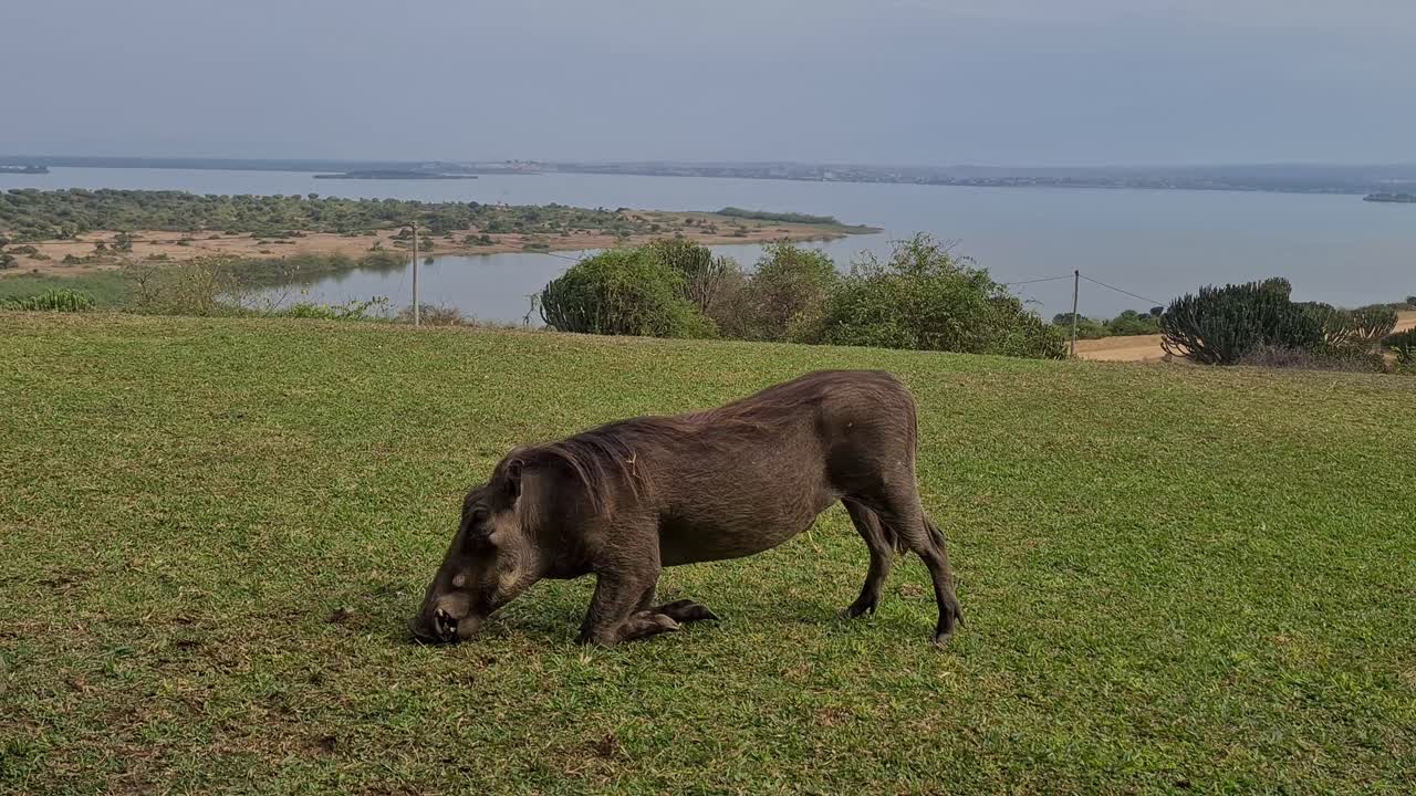 아프리카 우간다 에 있는 에드워드 호수 를 내려다보는 아프리카 사파리 로지 의 잔디 ⁇  에서 사냥 하는 가마귀