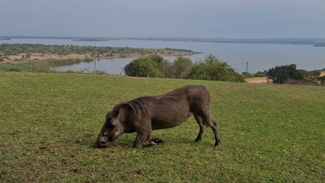 warthog grazing on the lawn of an african safari lodge overlooking lake edward in uganda, africa