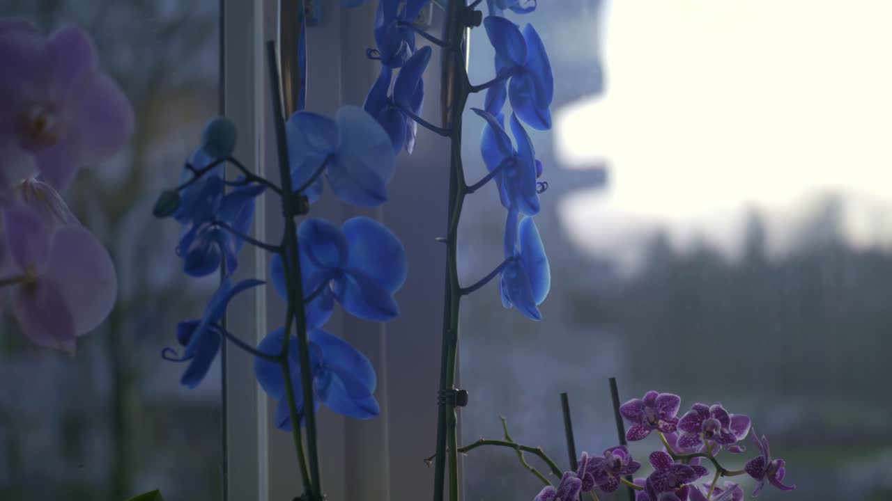 스웨덴 보로스의 흐린 가을날 아파트 창문 옆에 있는 분홍색, 파란색, 보라색 꽃