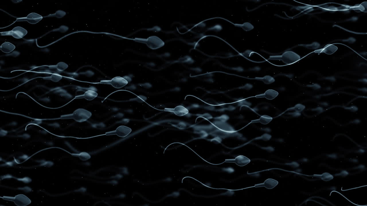 Moving egg cell being fertilized by sperm