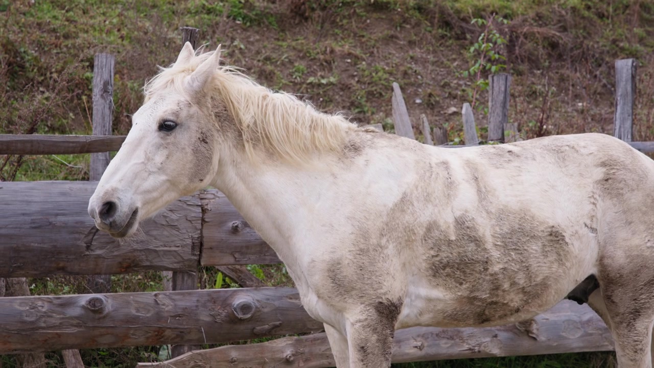 Caballo blanco parado junto a una cerca