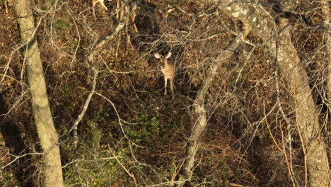 Early-morning-light-bathes-a-white-tailed-deer-in-a-thicket-near-Lake-Swepco,-Arkansas