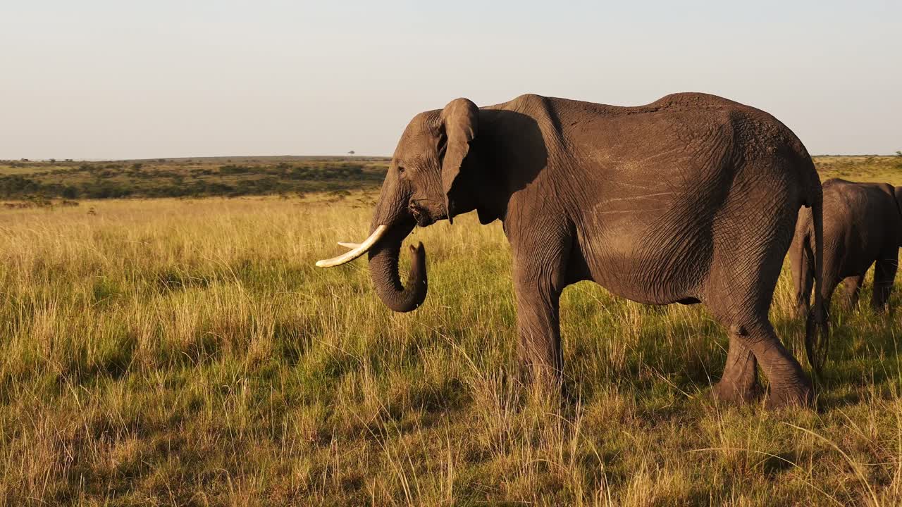 cámara lenta del elefante africano, animales salvajes de áfrica en masai mara, kenia, steadicam gimbal tracking shot siguiendo a los elefantes caminando pastando y alimentándose en la sabana en masai mara