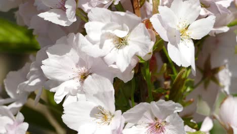 Prunus-'Amanogawa-is-a-upright-ornamental-cherry-tree