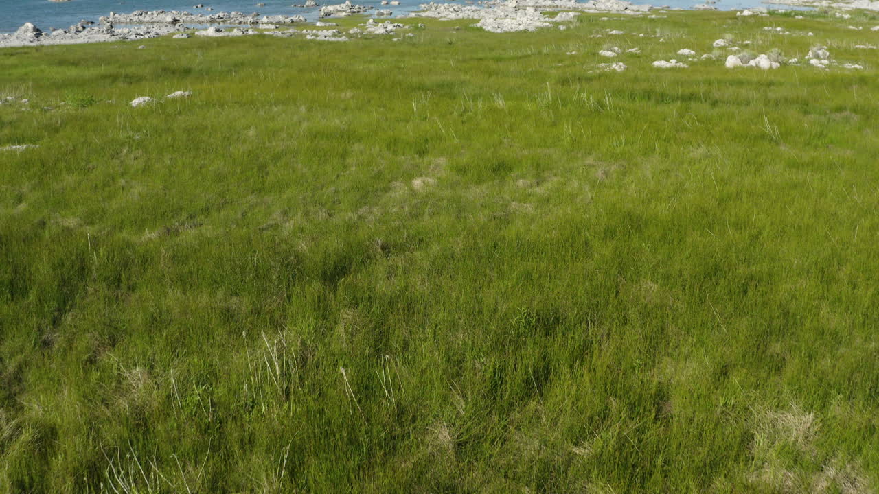 vista aérea de la vegetación del lago mono con el horizonte de tufa en el lago salino