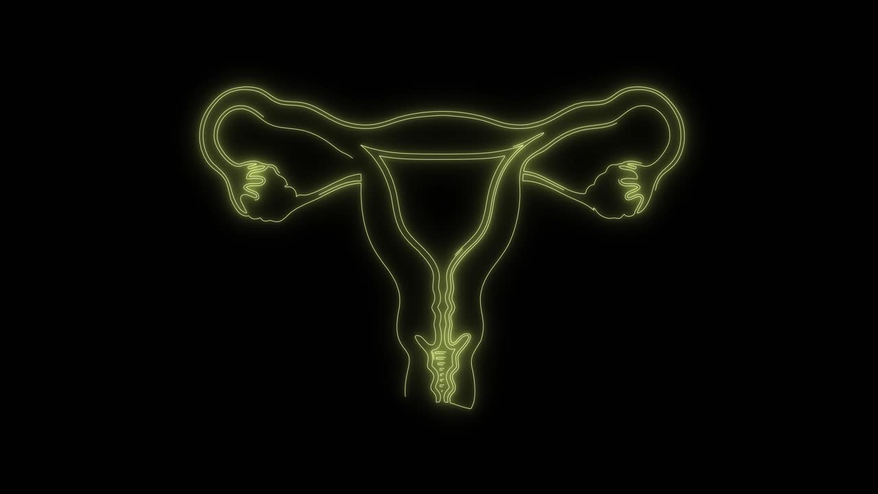 Animation néon en contours du système reproducteur féminin