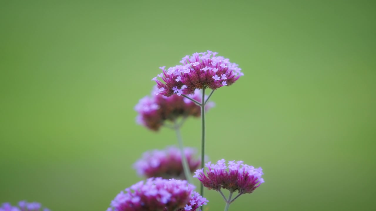 Silkeplanteblomster på grønn bakgrunn