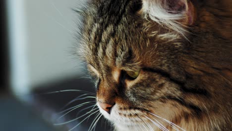 un gato adulto blanco y negro descansando en una terraza