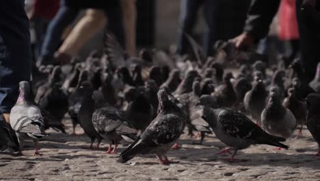 pigeons on the ground at dam square in amsterdam, netherlands filmed in 180fps slow motion