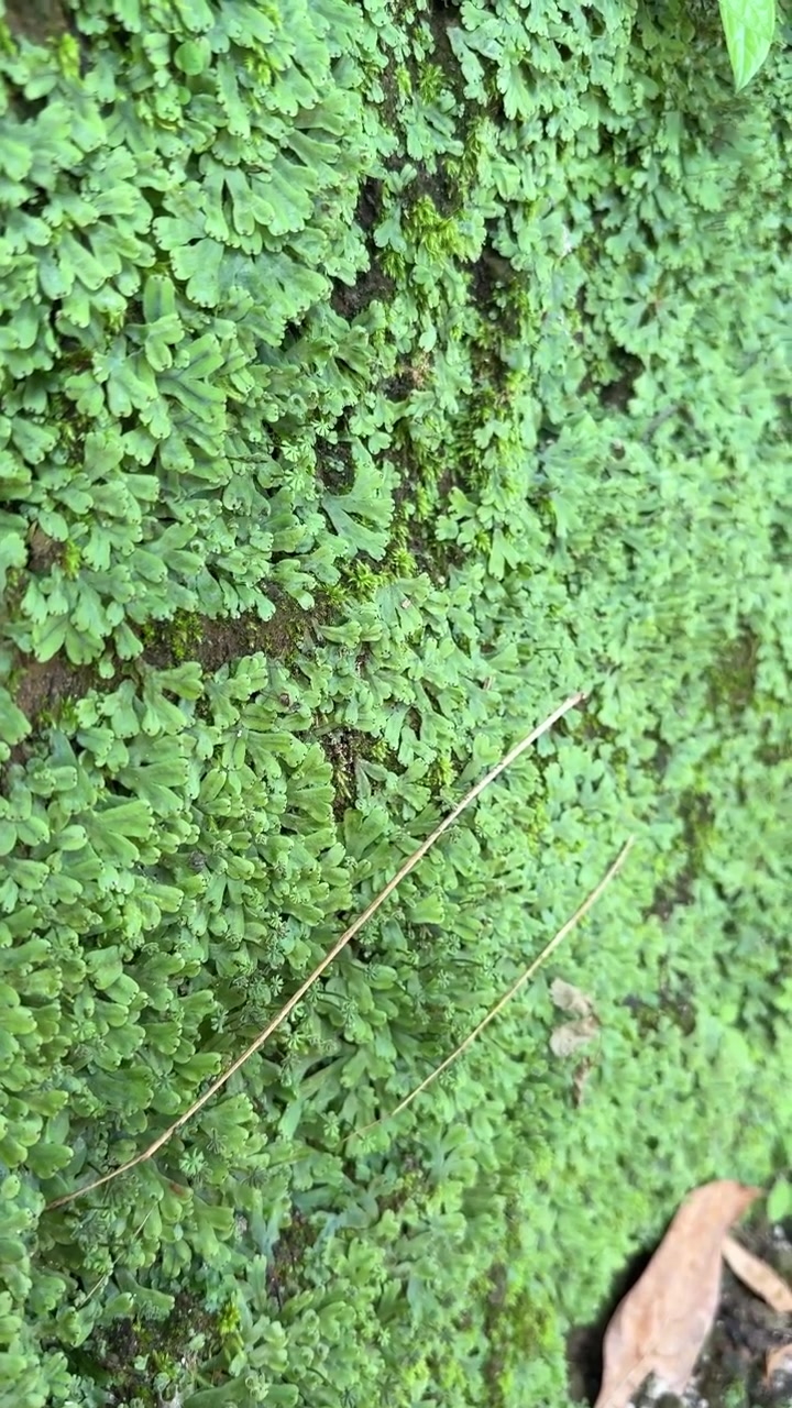Primo piano di rigogliosa epaticaria verde che cresce su terreno umido