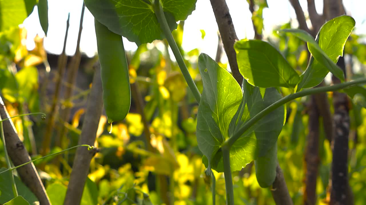 Closeup downward view of fresh pea pods hanging from green stems against a softly backlit sky during summer sunset. Plants grow around rustic wooden support sticks. Rural garden setting, natural bokeh