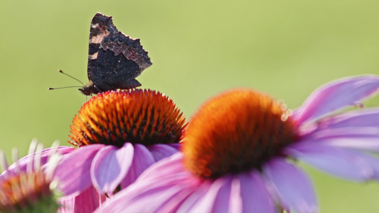 одна маленькая черепаховая бабочка питается оранжевым эхинацеей на солнечном свету