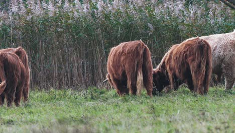 Herde-Hochlandrinder,-Die-Sich-Auf-Dem-Grünen-Gras-Des-Ländlichen-Feldes-Ernähren