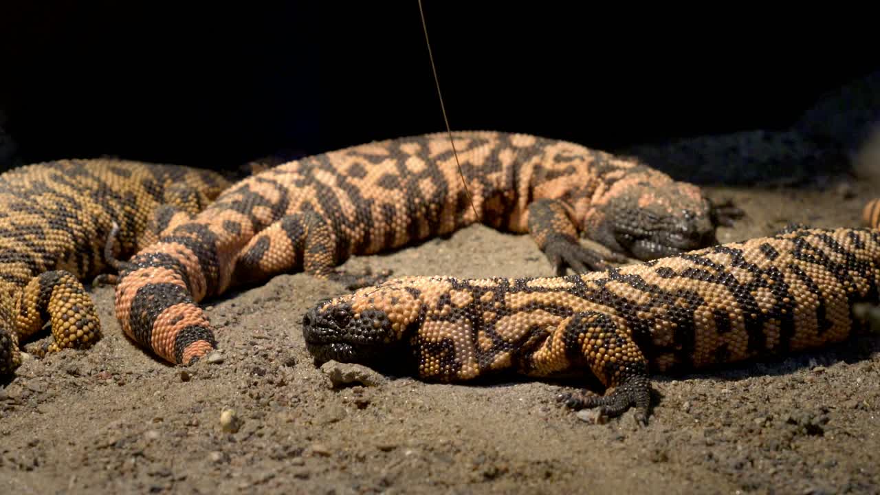 A venomous Gila monster Lizard from North America