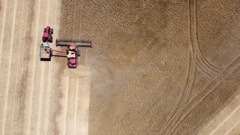 Aerial-bird's-eye-view-drone-tractor-wheat-combine-harvester-farming-crops-tourism-Agriculture-South-Australia-Adelaide-Port-Augusta-4K