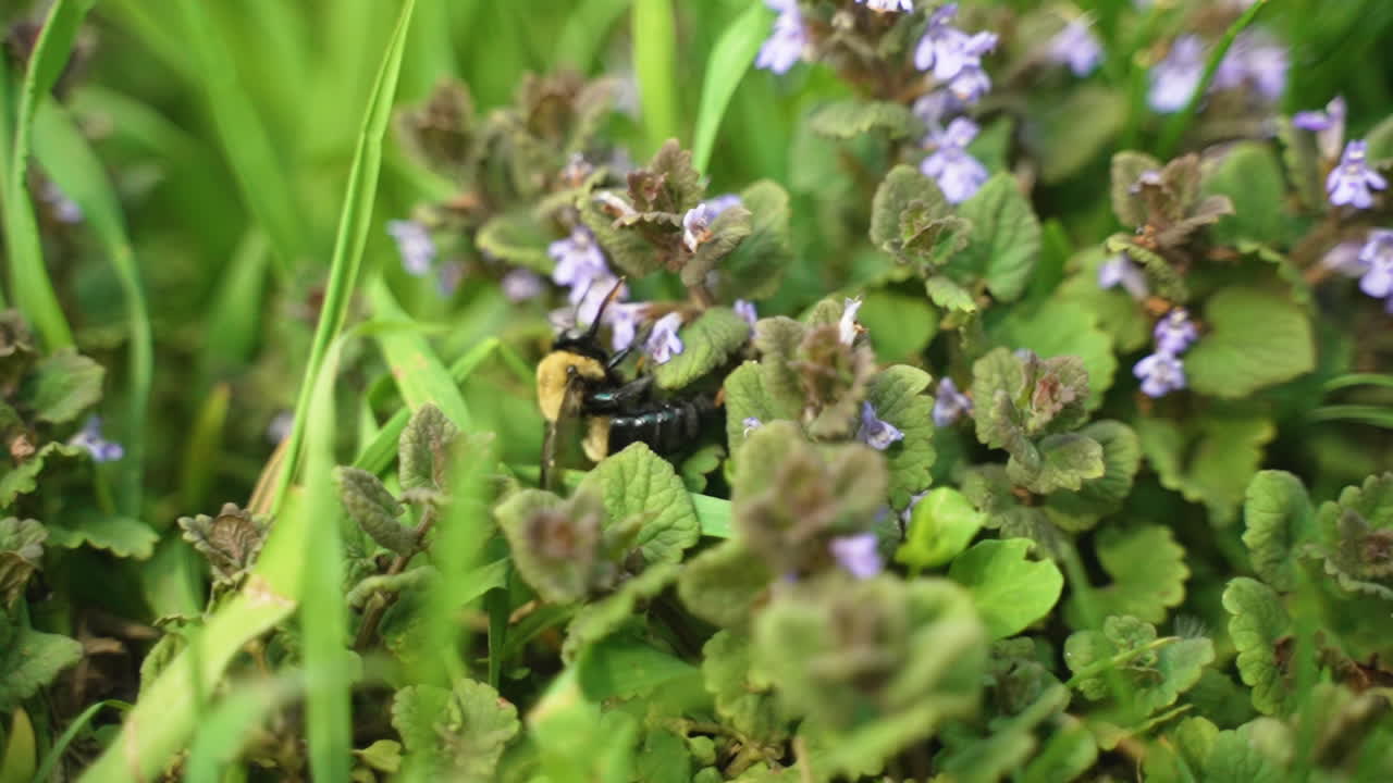 un abejorro se arrastra a lo largo de algunas hojas y flores antes de soltarse y volar