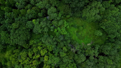 Aerial-view-of-forests-and-a-green-landscape