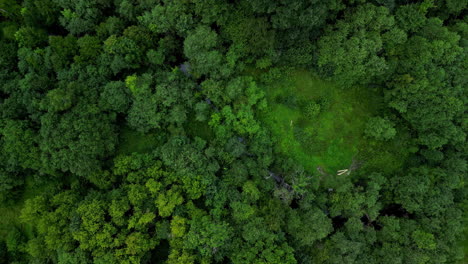 aerial view of forests and a green landscape