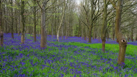 backwards moving low drone flight, head high over a carpet of bluebells with silver birch trees