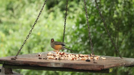 Olive-Thrush-In-Bird-Feeder-In-Aberdare-National-Park,-Kenya---close-up