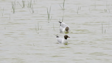 gaviota de cabeza negra alimentando a sus polluelos en las marismas costeras de lincolnshire, reino unido