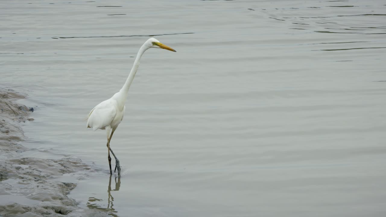 A majestic great egret forages calm waters showcasing nature's beauty a tranquil wetland setting