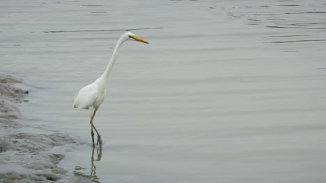 a majestic great egret forages calm waters showcasing nature's beauty a tranquil wetland setting