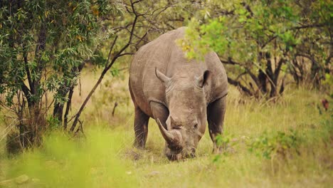 Slow-Motion-Shot-of-Africa-Safari-Animal-Rhino-in-Masai-Mara-North-Conservancy-grazing-amongst-wilderness-nature-feeding-on-grass-in-Maasai-Mara