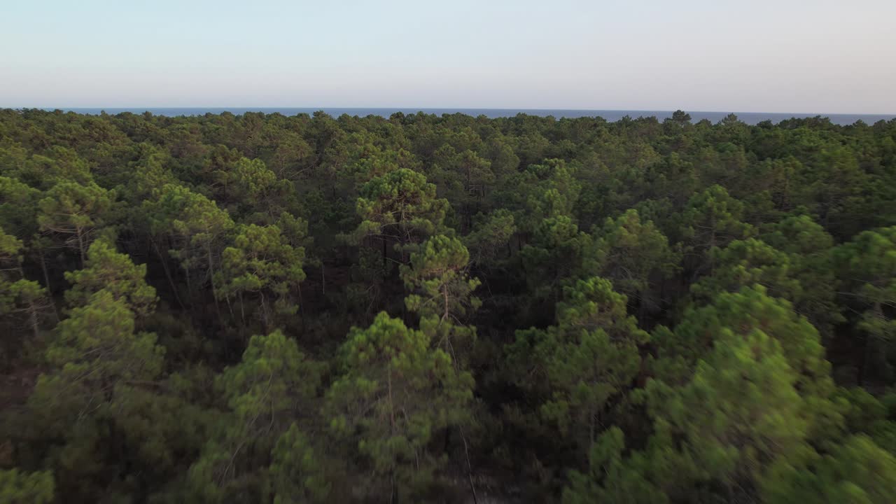 volando bajo sobre las copas de los árboles de un bosque verde