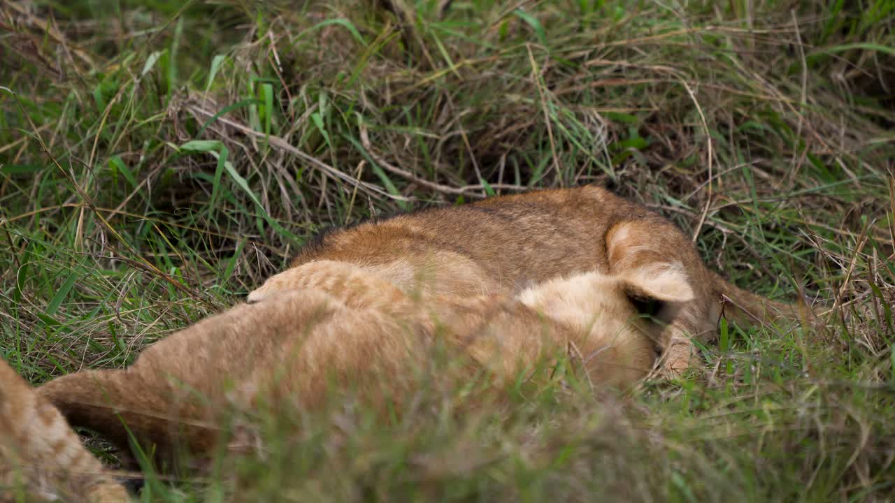 schattige leeuwenwelpen die elkaar speels worstelen op gras
