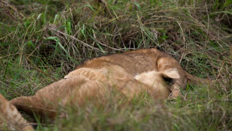 Cute-lion-cubs-wrestling-each-other-playfully-on-grass