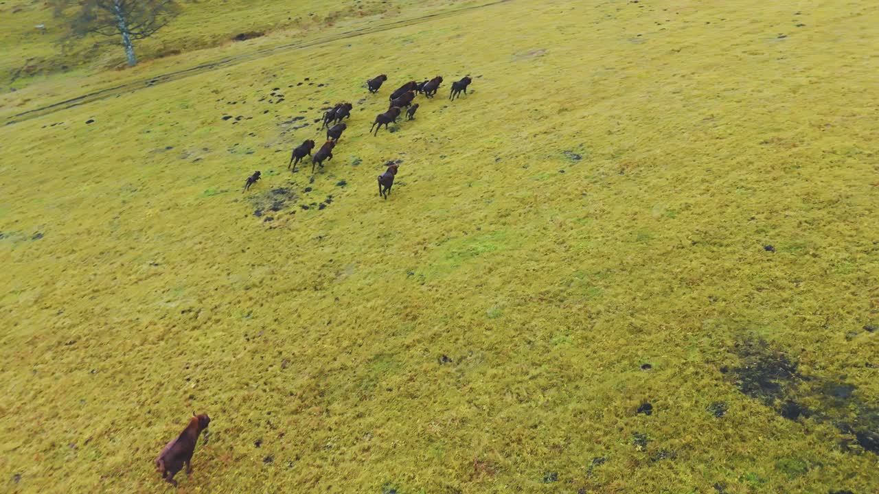 Bison Herd in a Field