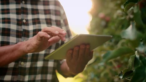 Agricultor-Experimentado-Con-Tableta-Controlando-Sus-Manzanas-En-El-Huerto