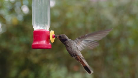 video of a hummingbird feeding with water and sugar in mindo ecuador