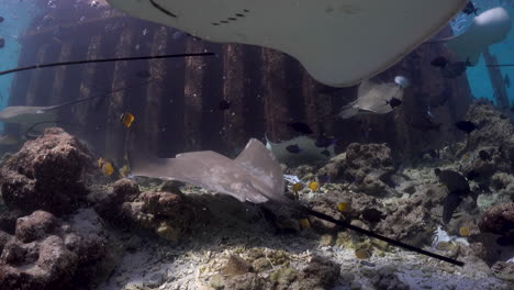 wide view of group of stingray swimming near rocky ocean floor