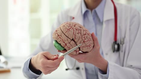 medical professional explaining brain anatomy with a model