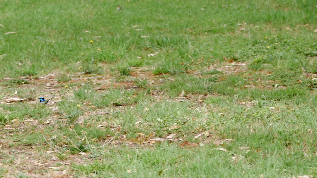 푸른 잔디 공원을 따라 튀는 푸른 굴뚝새