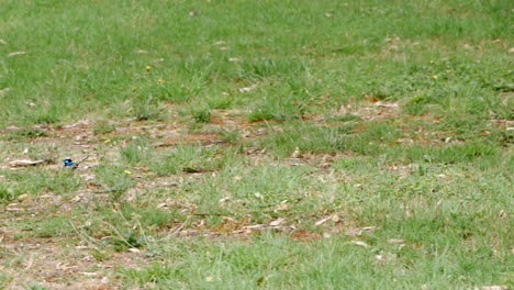 Wren-Azul-Saltando-A-Lo-Largo-De-Un-Parque-De-Hierba-Verde