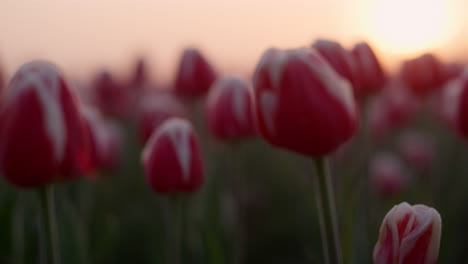 Nahaufnahme-Von-Tulpen,-Die-Im-Frühlingsgarten-Wachsen.-Blühendes-Blumenmakro-Im-Abendlicht