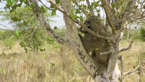 Wild-Baboon-chills-out-high-up-in-tree-in-African-wilderness