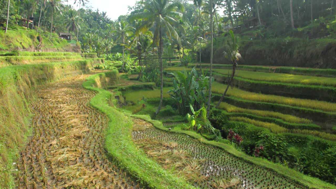 Panoramica delle risaie a terrazze di Tegallalang a Ubud, Bali, Indonesia, all'alba in una giornata nuvolosa.