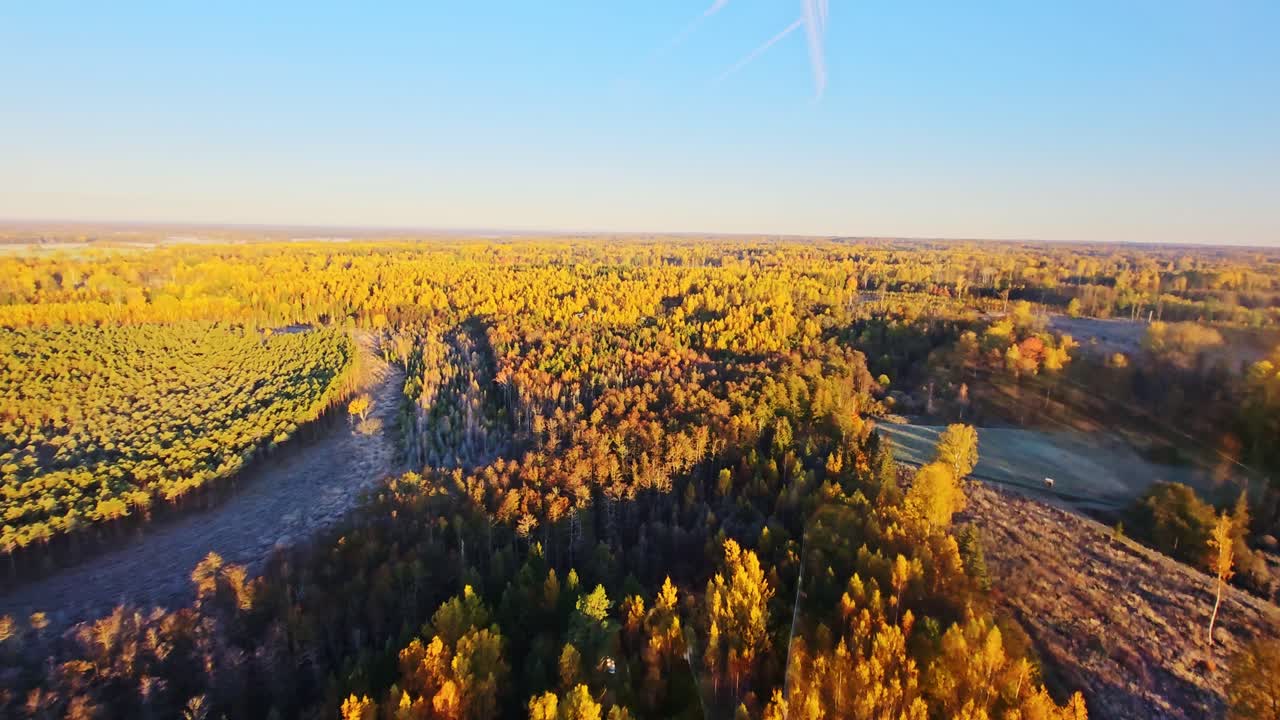 Aerial panorama of Latvia’s autumn forest bursting with warm seasonal tones
