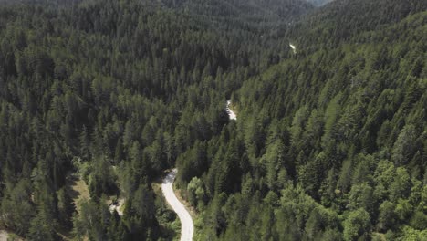 Video-De-Drones-Sobre-Un-Denso-Bosque-De-Pinos-País-Camino-Sinuoso-Montaña-Verano