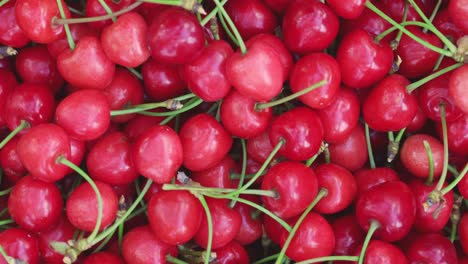 cerezas rojas frescas y jugosas. cerezas maduras recién recogidas. comida vegetariana saludable.