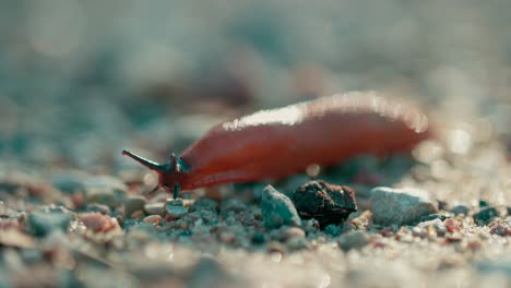 Closeup-of-a-snail-without-shell-moving-on-grave-selective-focus-shot