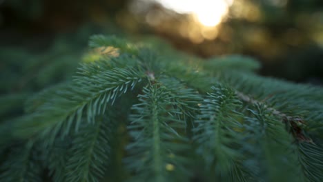 beautiful green tree at sunset in algonquin park wilderness