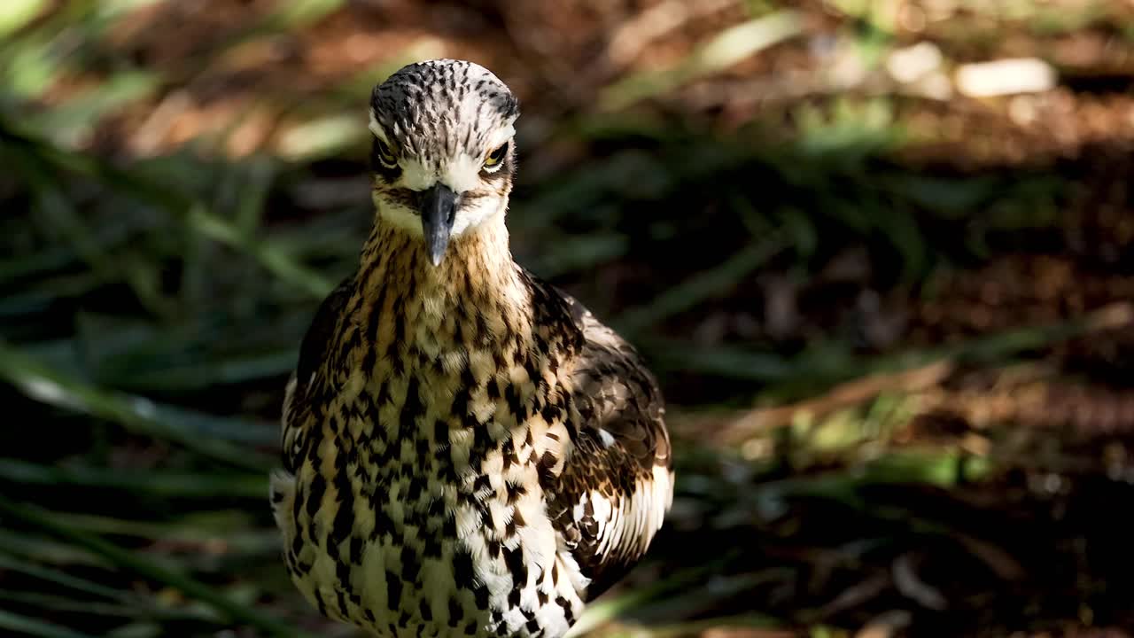 el bush stone-curlew observado en melbourne, en mayo de 2024
